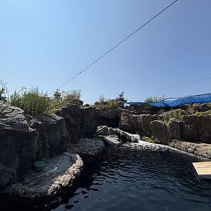Harbour Seal Exhibit