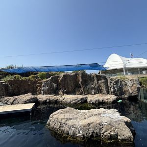 Harbour Seal Exhibit