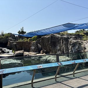 Harbour Seal Exhibit