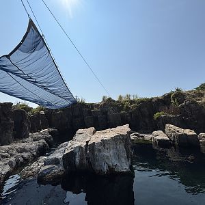 California Sea Lion Exhibit