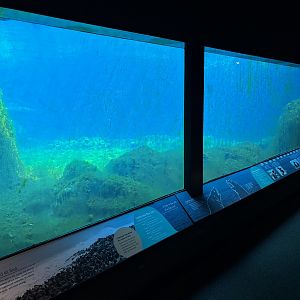California Sea Lion Exhibit