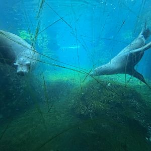 Scratched glass in California Sea Lion Exhibit