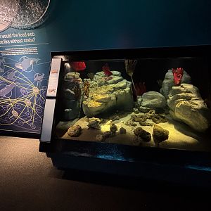 Jonah Crab + Atlantic Rock Crab Exhibit