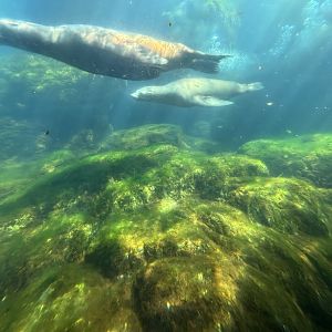 California Sea Lion Exhibit