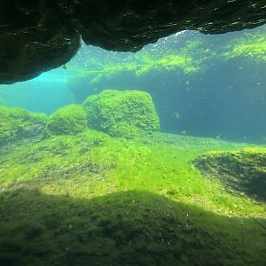 African Penguin Exhibit