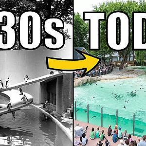 Penguin Beach Tour - The Virtual Zoo on yt