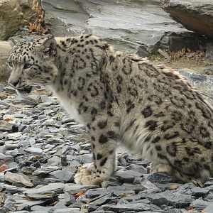 Male Snow Leopard 16 August 2025