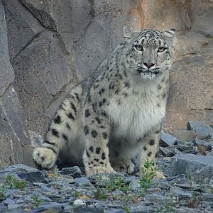 Female Snow Leopard 17 August 2025