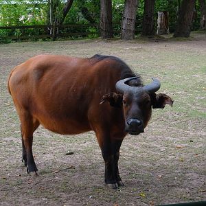 Congo Buffalo  16 August 2025