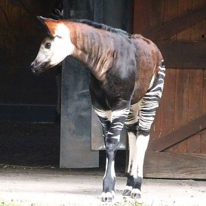 Okapi Calf  16 August 2025