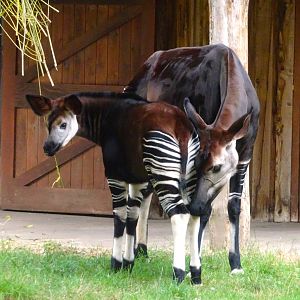 Okapi Mother and Calf  16 August 2025
