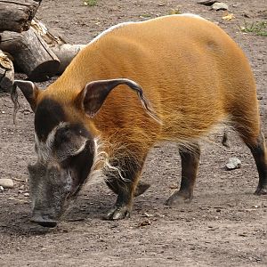 Red River Hog 16 August 2025