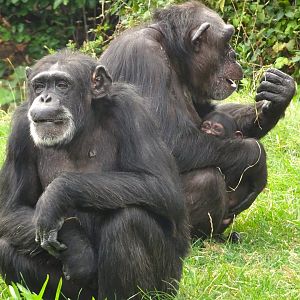 Chimpanzees with baby 16 August 2025