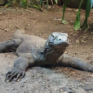 Komodo Dragon 16 August 2025