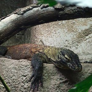 Komodo Dragon  youngster 16 August 2025