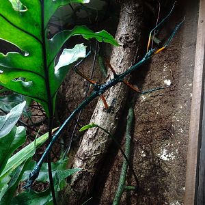 Malagasy Blue Stick Insect 16 August 2025