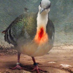 Luzon Bleeding Heart Dove 16 August 2025