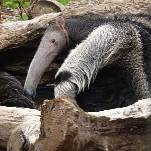 Giant Anteater having a bath 16 August 2025