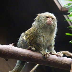 Eastern Pygmy Marmoset 16 August 2025
