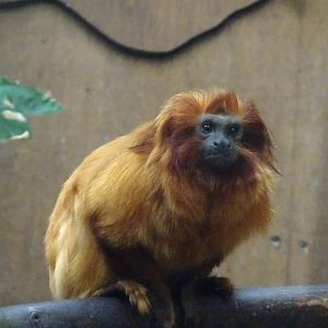 Golden Lion Tamarin 16 August 2025