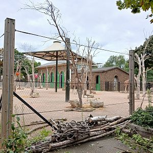 Giraffe and Zebra mix