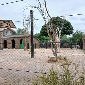 Giraffe and Zebra mix