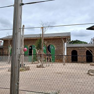 Giraffe and Zebra mix