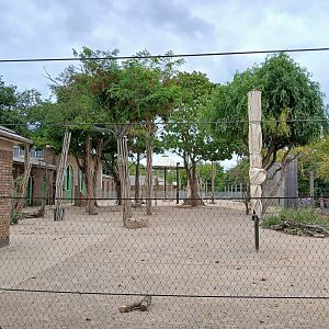 Giraffe and Zebra mix