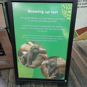 Gorilla Kingdom signage