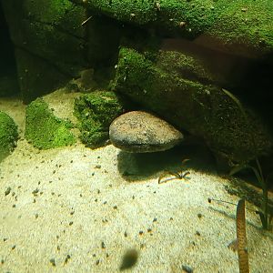 Giant Salamander