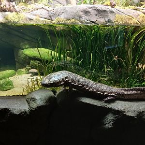 Giant Salamander next to its model