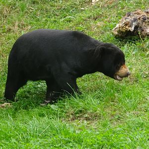 Female Sun Bear 16 August 2025