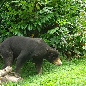 Male Sun Bear 16 August 2025