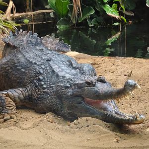 False Gharial 16 August 2025