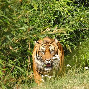 Sumatran Tiger 16 August 2025