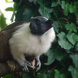 Pied Tamarin  16 August 2025