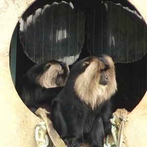 Lion Tailed Macaques 16 August 2025
