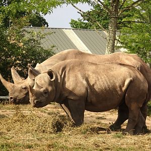 Black Rhinos 16 August 2025