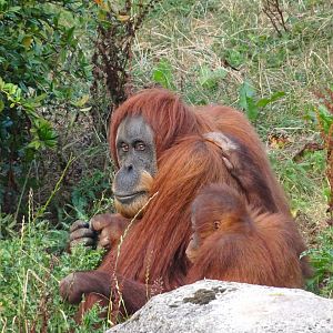 Sumatran Orangutans 16 August 2025