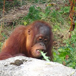 Sumatran Orangutan youngster 16 August 2025
