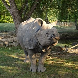 Greater one-horned Rhino 16 August 2025