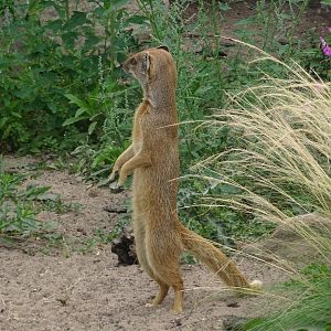 Yellow Mongoose 16 August 2025