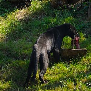 Jaguar Inka after dragging her lunch from the pond 17 August 2025