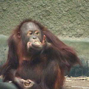 Bornean orangutan youngster 17 August 2025