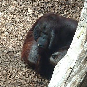 Bornean orangutan male 17 August 2025
