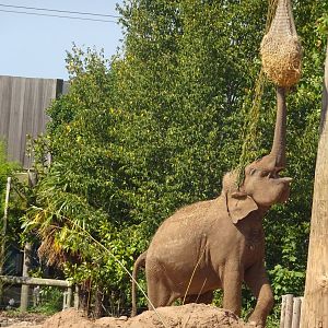 Asian elephant 17 August 2025