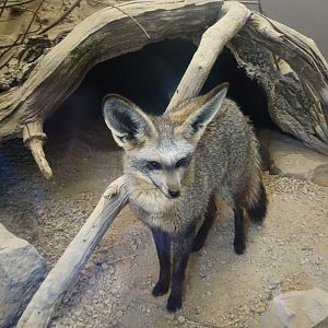 Bat-eared fox 17 August 2025