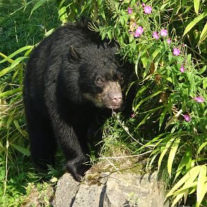 Andean Bear 17 August 2025
