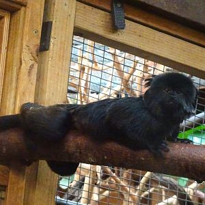 Geoldi’s monkey 17 August 2025