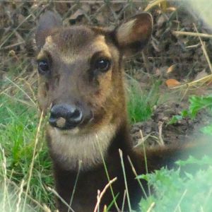 Philippine spotted deer 17 August 2025